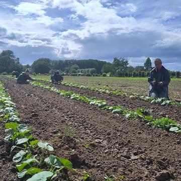 Onze dappere boer.inn.en aan het werk in de pompoenen. Het is groeizaam weer zeggen ze dan. Zon, regen, zon, regen, ... ook het onkruid groeit dan goed. Deze pompoenen krijgen een wiedbeurt zodat ze mooi kunnen groeien. En dat levert top biodynamische pompoenen op voor onze abonnees en hoevewinkel.
Ook eens proberen?
👉 Check onze website om te kijken waar onze afhaalpunten zijn.
🔥 Profiteer van 5% korting bij een proefpakket van 4 weken.
Alle info en bestellen: https://www.kollebloem.be/bio-groentepakketten