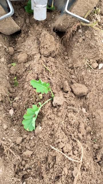 En planten maar! Biologische kolen voor de abonnees van onze groentepakketten.