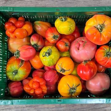 🍅 😍 Nog meer tomaten in de actie verkoop!
Nu ook deze mooie mix Tomate Ancienne of Coeur De Boeuf : 20% korting op een bakje van 5 kg. 
100% biodynamisch en van eigen teelt.
👨‍🌾 Bestel online en haal af op De Kollebloem.
Makkelijk, kraakvers en topkwaliteit.
Check de website voor alle acties!
Zolang de voorraad strekt!
👉 https://www.kollebloem.be/webshop-afhaal-groenten