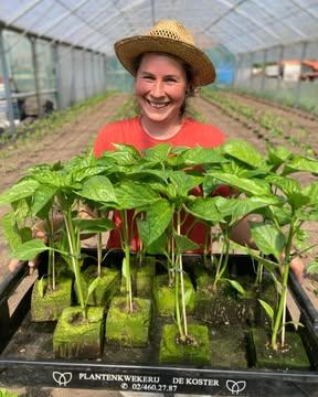 Marie over de plantweek in de serre: 

'𝘕𝘶 𝘥𝘦 𝘯𝘢𝘤𝘩𝘵𝘦𝘯 𝘦𝘪𝘯𝘥𝘦𝘭𝘪𝘫𝘬 𝘮𝘪𝘯𝘥𝘦𝘳 𝘧𝘳𝘪𝘴 𝘻𝘪𝘫𝘯 𝘬𝘰𝘯𝘥𝘦𝘯 𝘰𝘯𝘻𝘦 𝘷𝘳𝘶𝘤𝘩𝘵𝘨𝘦𝘸𝘢𝘴𝘴𝘦𝘯 𝘥𝘦 𝘨𝘳𝘰𝘯𝘥 𝘪𝘯. 𝘋𝘦 𝘵𝘰𝘮𝘢𝘵𝘦𝘯 𝘣𝘦𝘨𝘰𝘯𝘯𝘦𝘯 𝘻𝘪𝘤𝘩 𝘢𝘭 𝘵𝘦 𝘴𝘵𝘳𝘦𝘬𝘬𝘦𝘯 𝘪𝘯 𝘩𝘶𝘯 𝘱𝘦𝘳𝘴𝘱𝘰𝘵, 𝘸𝘢𝘯𝘵 𝘥𝘰𝘰𝘳 𝘥𝘦 𝘸𝘢𝘳𝘮𝘵𝘦 𝘰𝘷𝘦𝘳𝘥𝘢𝘨 𝘸𝘢𝘳𝘦𝘯 𝘻𝘦 𝘸𝘦𝘭 𝘢𝘭 𝘨𝘰𝘦𝘥 𝘶𝘪𝘵𝘨𝘦𝘨𝘳𝘰𝘦𝘪𝘥. 𝘔𝘢𝘢𝘯𝘥𝘢𝘨 𝘱𝘭𝘢𝘯𝘵𝘵𝘦𝘯 𝘸𝘦 600 𝘚𝘢𝘪𝘯𝘵-𝘗𝘪𝘦𝘳𝘳𝘦 𝘵𝘰𝘮𝘢𝘵𝘦𝘯. 𝘋𝘢𝘵 𝘪𝘴 𝘰𝘯𝘻𝘦 𝘭𝘪𝘦𝘷𝘦𝘭𝘪𝘯𝘨𝘴-𝘵𝘰𝘮𝘢𝘢𝘵 𝘩𝘪𝘦𝘳 𝘰𝘱 𝘥𝘦 𝘡𝘰𝘯𝘯𝘦𝘬𝘰𝘶𝘵𝘦𝘳, 𝘦𝘦𝘯 𝘮𝘰𝘰𝘪𝘦 𝘣𝘭𝘰𝘻𝘦𝘯𝘥𝘦 𝘷𝘭𝘦𝘦𝘴𝘵𝘰𝘮𝘢𝘢𝘵, 𝘨𝘰𝘦𝘥 𝘷𝘰𝘰𝘳 𝘴𝘭𝘢𝘢𝘵𝘫𝘦𝘴, 𝘴𝘢𝘶𝘻𝘦𝘯 𝘦𝘯 𝘶𝘪𝘵 𝘩𝘦𝘵 𝘷𝘶𝘪𝘴𝘵𝘫𝘦 𝘦𝘵𝘦𝘯. 𝘡𝘰𝘸𝘢𝘵 𝘢𝘭𝘭𝘦𝘴 𝘥𝘶𝘴. 𝘌𝘯 𝘷𝘢𝘯 𝘦𝘪𝘨𝘦𝘯 𝘻𝘢𝘢𝘥𝘵𝘦𝘦𝘭𝘵. 
𝘋𝘪𝘯𝘴𝘥𝘢𝘨 𝘻𝘪𝘫𝘯 𝘥𝘦 𝘱𝘢𝘱𝘳𝘪𝘬𝘢’𝘴 𝘨𝘦𝘱𝘭𝘢𝘯𝘵, 𝘰𝘰𝘬 𝘦𝘦𝘯 𝘩𝘦𝘭𝘦 𝘣𝘭𝘰𝘬. 𝘡𝘰𝘸𝘦𝘭 𝘳𝘰𝘥𝘦 𝘣𝘭𝘰𝘬𝘱𝘢𝘱𝘳𝘪𝘬𝘢’𝘴 𝘢𝘭𝘴 𝘳𝘰𝘥𝘦 𝘱𝘶𝘯𝘵𝘱𝘢𝘱𝘳𝘪𝘬𝘢’𝘴. 𝘋𝘦𝘻𝘦 𝘻𝘢𝘢𝘪𝘦𝘯 𝘸𝘦 𝘯𝘪𝘦𝘵 𝘻𝘦𝘭𝘧, 𝘸𝘦 𝘬𝘰𝘱𝘦𝘯 𝘩𝘦𝘵 𝘱𝘭𝘢𝘯𝘵𝘨𝘰𝘦𝘥 𝘣𝘪𝘫 𝘱𝘭𝘢𝘯𝘵𝘦𝘯𝘬𝘸𝘦𝘬𝘦𝘳𝘪𝘫 𝘋𝘦 𝘒𝘰𝘴𝘵𝘦𝘳.'

Lees hier wat er nog werd geplant: https://www.dezonnekouter.be/nieuws-activiteiten/pakket-week-18-2026/

Samenstelling pakket:
Klein: venkel, kropsla en radijs van eigen Zonnekouterland (Vroente); prei van @kollebloem (Vroente); koningsoesterzwam van @Padoo ; courgettes (Nl). 
Groot: kropsla, rode bietjes, radijs en kervel van eigen Zonnekouterland (Vroente); prei van De Kollebloem (Vroente); koningsoesterzwam van Padoo; spinazie van @lincelam ; komkommer van Vermeulen; wortelpeterselie (Be). 
Gemengd: venkel, radijs en rucola van eigen Zonnekouterland (Vroente); bloemkool van Staelens; jonagold van de @fDe Fruittuin ; appelsien (Es) en kiwi (It). 
Fruit: jonagold appels van de Fruittuin; rabarber van Akelei; appelsien (ES); kiwi (It). 
Brood: gist: speltpur; fantasie: 8-granen; desem: sesam van Bakkerij  Himschoot