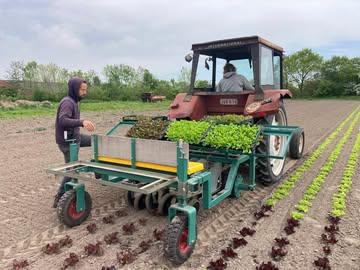 ❓ Wie herkent alle types sla die op maandag werden geplant? 

Zoals te lezen is in de nieuwsbrief van Marie was het deze week een heuse plantweek! Sla, tomaten, paprika's en spruiten gingen de grond in. De planten hadden nood aan meer ruimte en kunnen nu volop verder groeien om ons uiteindelijk van mooie vruchten te voorzien 😍

Het mag dan wel 1 mei zijn, het werk op het land staat niet stil. De oogst gaat verder, zodat onze boerderijwinkel, de winkel van  De Vroente  en @kollebloem  en het marktkraam van Ourobouros zaterdag van verse groenten voorzien is! 

#bio #rechtvanbijdeboer #korteketen #weetwatjeeet
