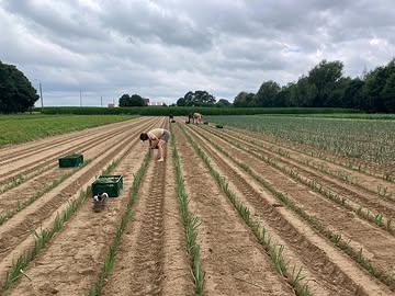 Terwijl de winterprei geplant wordt in gunstig weer, bekomen we nog na van de hittegolf van voorbije weken. 
Het vroeg enige herorganisatie op het land. We begonnen vroeger om niet op het heetst van de dag de serre in te moeten of groenten van het land te moeten halen. Of gingen later op de avond nog snel sla planten om het ook voor de gewassen zo aangenaam mogelijk te houden. 

Maar helaas maakte de oplopende temperaturen tot 38° op vrijdag vrijwel onmogelijk om kwalitatieve groenten en fruit tot bij jullie te krijgen. 
En kwaliteit is nu net één van de pijlers van de Zonnekouter. We voelen ons dus zeer verveeld met de situatie. 

Het is een geval van overmacht, maar toch willen we jullie graag iets compenseren door elk pakket een extra groente te geven (komkommer of rucola). We hopen hiermee toch een beetje tegemoet te komen.