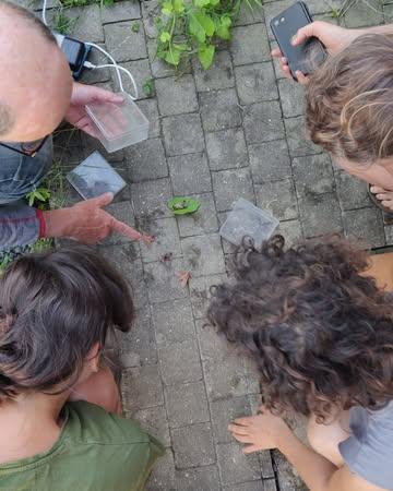 An over de nachtvlinders op de boerderij 

'𝘝𝘭𝘪𝘯𝘥𝘦𝘳𝘴𝘱𝘦𝘤𝘪𝘢𝘭𝘪𝘴𝘵 𝘒𝘰𝘦𝘯 𝘋𝘦𝘣𝘰𝘶𝘤𝘬 𝘬𝘸𝘢𝘮 𝘦𝘯𝘬𝘦𝘭𝘦 𝘸𝘦𝘬𝘦𝘯 𝘨𝘦𝘭𝘦𝘥𝘦𝘯 𝘰𝘱 𝘣𝘦𝘻𝘰𝘦𝘬 𝘰𝘮 𝘥𝘦 (𝘯𝘢𝘤𝘩𝘵𝘦𝘭𝘪𝘫𝘬𝘦) 𝘣𝘪𝘰𝘥𝘪𝘷𝘦𝘳𝘴𝘪𝘵𝘦𝘪𝘵 𝘰𝘱 𝘥𝘦  𝘡𝘰𝘯𝘯𝘦𝘬𝘰𝘶𝘵𝘦𝘳 𝘪𝘯 𝘣𝘦𝘦𝘭𝘥 𝘵𝘦 𝘣𝘳𝘦𝘯𝘨𝘦𝘯. 𝘋𝘦 𝘯𝘢𝘤𝘩𝘵𝘷𝘭𝘪𝘯𝘥𝘦𝘳𝘴 𝘬𝘶𝘯𝘯𝘦𝘯 𝘨𝘦𝘮𝘢𝘬𝘬𝘦𝘭𝘪𝘫𝘬𝘦𝘳 𝘨𝘦𝘵𝘦𝘭𝘥 𝘸𝘰𝘳𝘥𝘦𝘯 𝘦𝘯 𝘻𝘰 𝘰𝘰𝘬 𝘷𝘦𝘳𝘨𝘦𝘭𝘦𝘬𝘦𝘯 𝘸𝘰𝘳𝘥𝘦𝘯 𝘮𝘦𝘵 𝘢𝘯𝘥𝘦𝘳𝘦 𝘱𝘭𝘢𝘢𝘵𝘴𝘦𝘯. 𝘋𝘪𝘵 𝘬𝘢𝘯 𝘫𝘦 𝘥𝘢𝘯 𝘨𝘦𝘣𝘳𝘶𝘪𝘬𝘦𝘯 𝘢𝘭𝘴 𝘨𝘳𝘢𝘢𝘥𝘮𝘦𝘵𝘦𝘳 𝘷𝘰𝘰𝘳  𝘥𝘦 𝘣𝘪𝘰𝘥𝘪𝘷𝘦𝘳𝘴𝘪𝘵𝘦𝘪𝘵 𝘷𝘢𝘯 𝘥𝘦 𝘷𝘦𝘳𝘴𝘤𝘩𝘪𝘭𝘭𝘦𝘯𝘥𝘦 𝘱𝘭𝘦𝘬𝘬𝘦𝘯. 𝘒𝘰𝘦𝘯 𝘧𝘰𝘵𝘰𝘨𝘳𝘢𝘧𝘦𝘦𝘳𝘥𝘦 𝘦𝘯  𝘥𝘦𝘵𝘦𝘳𝘮𝘪𝘯𝘦𝘦𝘳𝘥𝘦 𝘩𝘪𝘦𝘳 𝘰𝘱 1 𝘯𝘢𝘤𝘩𝘵 𝘻𝘰 𝘮𝘢𝘢𝘳 𝘦𝘷𝘦𝘯 118 𝘴𝘰𝘰𝘳𝘵𝘦𝘯! 𝘏𝘪𝘫 𝘨𝘢𝘧 𝘢𝘢𝘯 𝘥𝘢𝘵 𝘥𝘦 𝘳𝘦𝘴𝘶𝘭𝘵𝘢𝘵𝘦𝘯 𝘻𝘦𝘦𝘳 𝘨𝘰𝘦𝘥 𝘸𝘢𝘳𝘦𝘯 𝘷𝘰𝘰𝘳  𝘦𝘦𝘯 𝘢𝘨𝘳𝘢𝘳𝘪𝘴𝘤𝘩 𝘨𝘦𝘣𝘪𝘦𝘥 𝘻𝘰𝘯𝘥𝘦𝘳 𝘣𝘰𝘴𝘻𝘰𝘰𝘮; 𝘸𝘦 𝘮𝘰𝘨𝘦𝘯 𝘩𝘦𝘵  𝘨𝘦𝘪̈𝘯𝘷𝘦𝘯𝘵𝘢𝘳𝘪𝘴𝘦𝘦𝘳𝘥𝘦 𝘨𝘦𝘣𝘪𝘦𝘥 𝘴𝘰𝘰𝘳𝘵𝘦𝘯𝘳𝘪𝘫𝘬 𝘦𝘯 𝘣𝘪𝘰-𝘥𝘪𝘷𝘦𝘳𝘴 𝘯𝘰𝘦𝘮𝘦𝘯! 

Lees hier de volledige brief: https://www.dezonnekouter.be/nieuws-activiteiten/pakket-week-29-2026/

Samenstelling pakket:
Klein: prinsessenboontjes, sla, groene paprika en courgettes van eigen Zonnekouterland (Vroente); spitskool en bosbiet van De Kollebloem (Vroente); aubergine van Ourobouros (Vroente). 
Groot: prinsessenboontjes, sla, busselwortel en courgettes van eigen Zonnekouterland (Vroente); koolrabi en spitskool van De Kollebloem (Vroente); aubergine, koriander en warmoes van Ourobouros (Vroente). 
Gemengd: courgettes van eigen Zonnekouterland (Vroente); aubergines en rode bes van Ourobouros (Vroente); bosbiet en andijvie van De Kollebloem (Vroente); nectarines (Es) en perzik (ES). 
Fruit: bramen van Ourobouros (Vroente); nectarines (ES); charentais (Fr) ; perzik (ES) en banaan (Pe, Fair Trade).