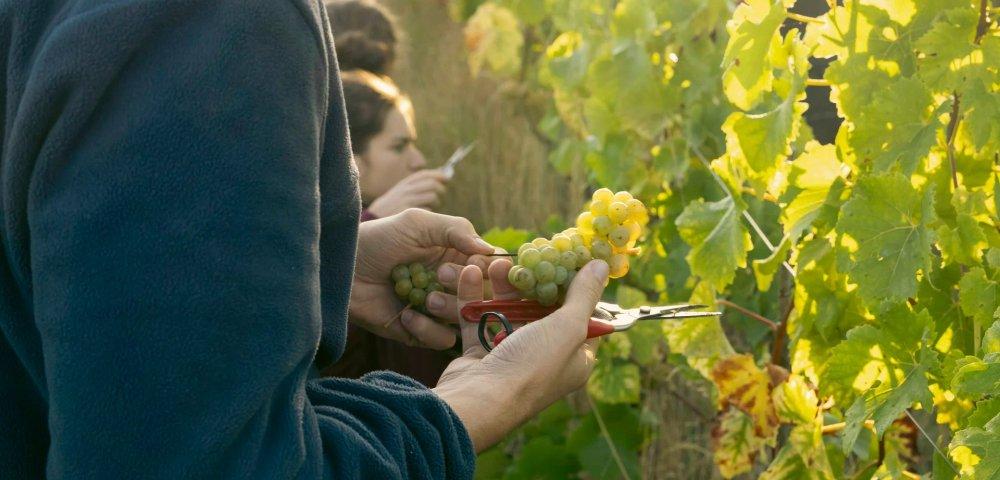 Wine tasting