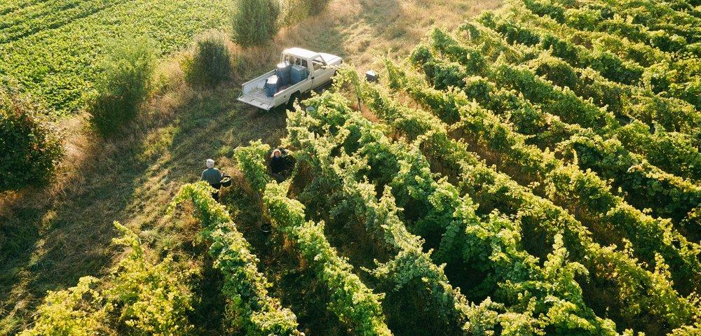 Wine tasting